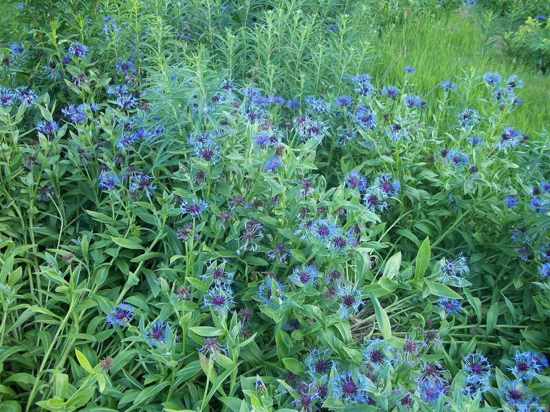 Centaurea montana im Garten pflanzen (Einrichtungsbeispiele mit Berg-Flockenblume)