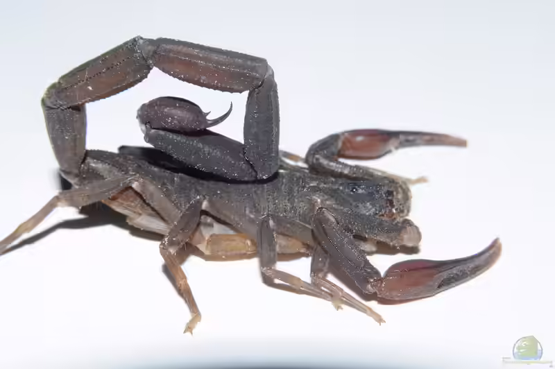 Centruroides gracilis im Terrarium halten (Einrichtungsbeispiele für Centruroides gracilis) Centruroides gracilis im Terrarium halten (Einrichtungsbeispiele für Centruroides gracilis)