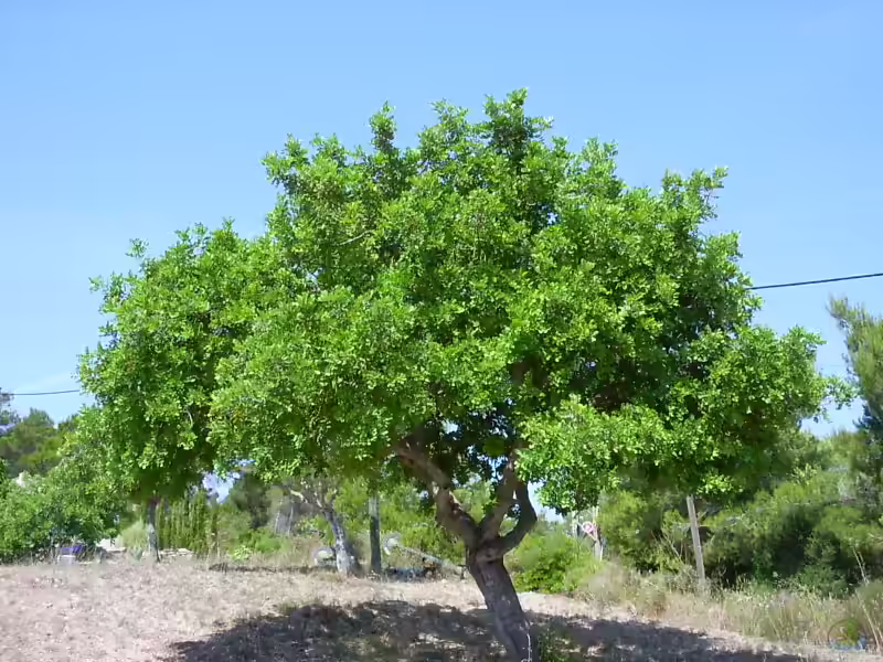 Ceratonia siliqua im Garten pflanzen (Einrichtungsbeispiele mit Johannisbrotbaum) Ceratonia siliqua im Garten pflanzen (Einrichtungsbeispiele mit Johannisbrotbaum)