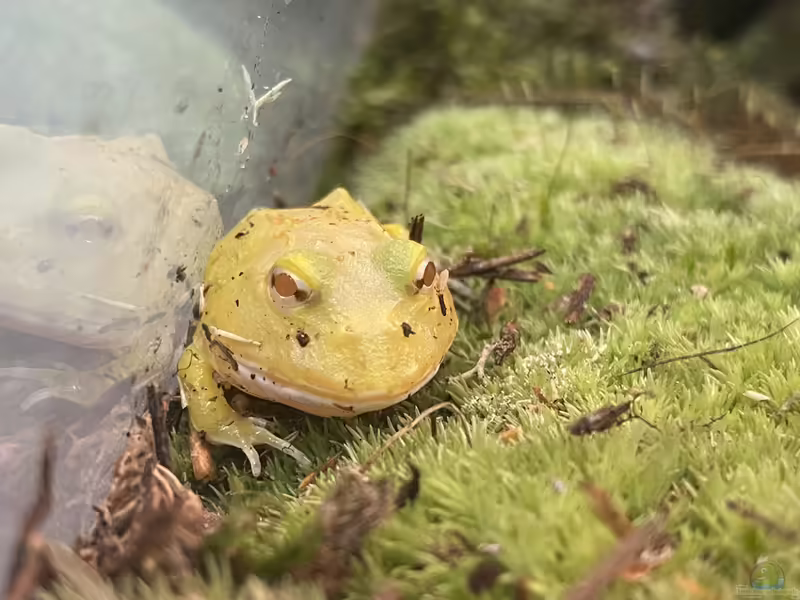 Ceratophrys cranwelli im Terrarium halten (Einrichtungsbeispiele für Schmuckhornfrosch) Ceratophrys cranwelli im Terrarium halten (Einrichtungsbeispiele für Schmuckhornfrosch)