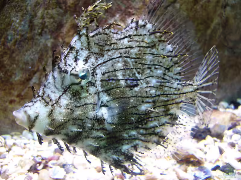 Chaetodermis penicilligerus im Aquarium halten (Einrichtungsbeispiele für Schmuckfeilenfisch) Chaetodermis penicilligerus im Aquarium halten (Einrichtungsbeispiele für Schmuckfeilenfisch)