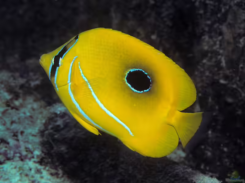 Chaetodon bennetti im Aquarium halten (Einrichtungsbeispiele für Bennetts Falterfisch) Chaetodon bennetti im Aquarium halten (Einrichtungsbeispiele für Bennetts Falterfisch)