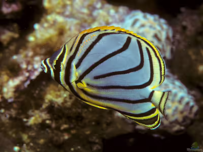 Chaetodon meyeri im Aquarium halten (Einrichtungsbeispiele für Gebänderter Falterfisch) Chaetodon meyeri im Aquarium halten (Einrichtungsbeispiele für Gebänderter Falterfisch)