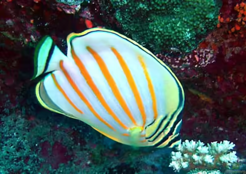 Chaetodon ornatissimus im Aquarium halten (Einrichtungsbeispiele für Orangestreifen-Falterfisch) Chaetodon ornatissimus im Aquarium halten (Einrichtungsbeispiele für Orangestreifen-Falterfisch)