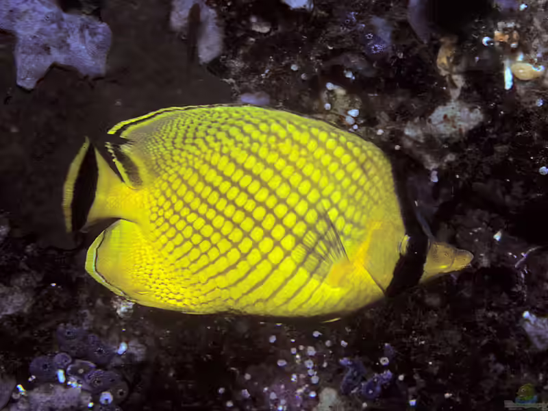 Chaetodon rafflesii im Aquarium halten (Einrichtungsbeispiele für Großschuppen-Falterfisch) Chaetodon rafflesii im Aquarium halten (Einrichtungsbeispiele für Großschuppen-Falterfisch)