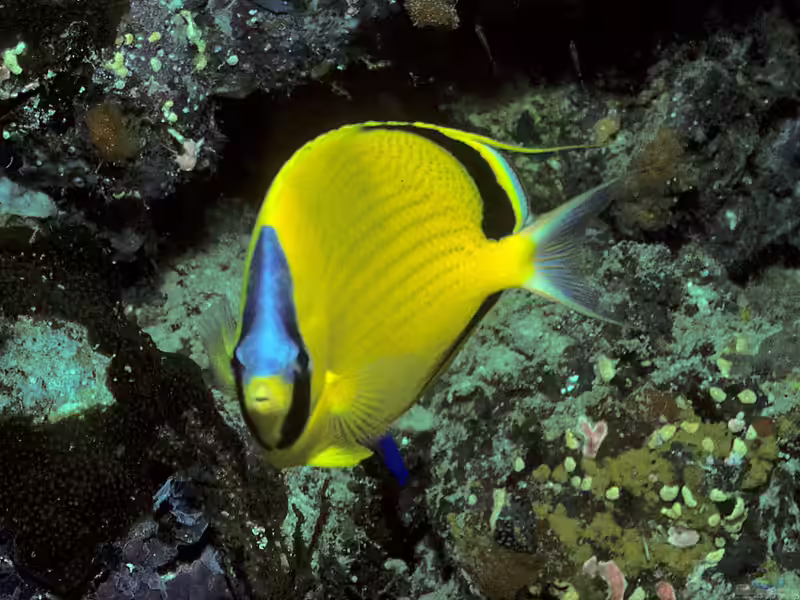 Chaetodon semeion im Aquarium halten (Einrichtungsbeispiele für Blaustirn-Falterfisch) Chaetodon semeion im Aquarium halten (Einrichtungsbeispiele für Blaustirn-Falterfisch)