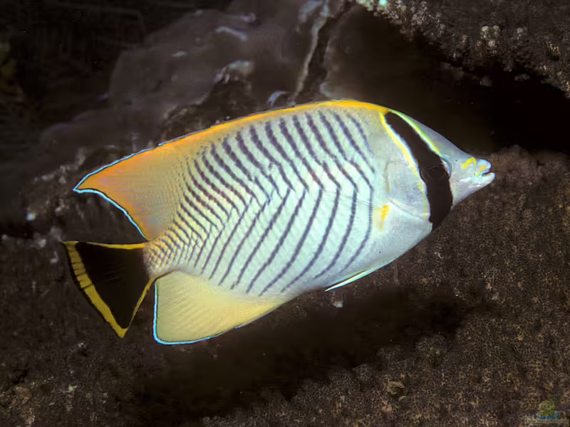 Chaetodon trifascialis im Aquarium halten (Einrichtungsbeispiele für Sparren-Falterfisch) Chaetodon trifascialis im Aquarium halten (Einrichtungsbeispiele für Sparren-Falterfisch)