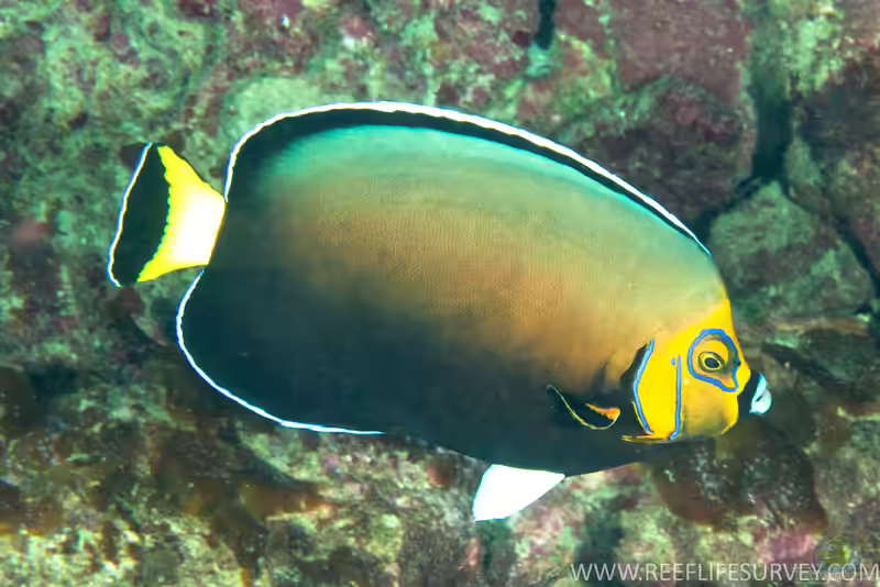 Chaetodontoplus conspicillatus im Aquarium halten (Einrichtungsbeispiele für Kragen-Samtkaiserfisch) Chaetodontoplus conspicillatus im Aquarium halten (Einrichtungsbeispiele für Kragen-Samtkaiserfisch)