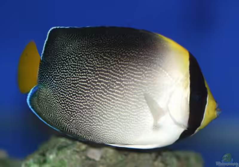 Chaetodontoplus mesoleucus im Aquarium halten (Einrichtungsbeispiele für Mond-Samtkaiserfisch) Chaetodontoplus mesoleucus im Aquarium halten (Einrichtungsbeispiele für Mond-Samtkaiserfisch)