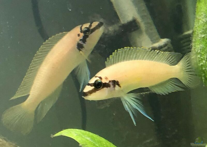 Chalinochromis brichardi im Aquarium halten (Einrichtungsbeispiele für Maskenbuntbarsche) Chalinochromis brichardi im Aquarium halten (Einrichtungsbeispiele für Maskenbuntbarsche)