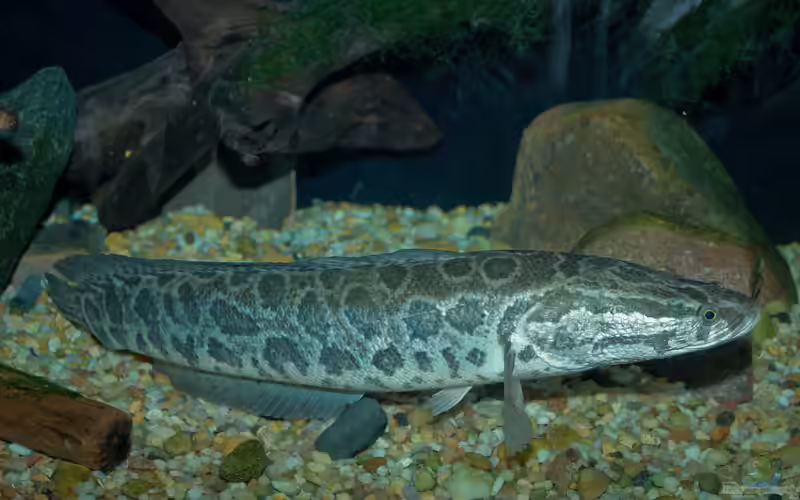 Channa argus im Aquarium halten (Einrichtungsbeispiele für Argus-Schlangenkopffisch)