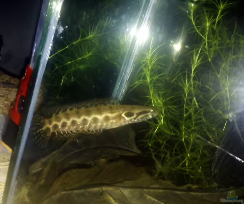 Channa lucius im Aquarium halten (Einrichtungsbeispiele für Glänzender Schlangenkopf) Channa lucius im Aquarium halten (Einrichtungsbeispiele für Glänzender Schlangenkopf)