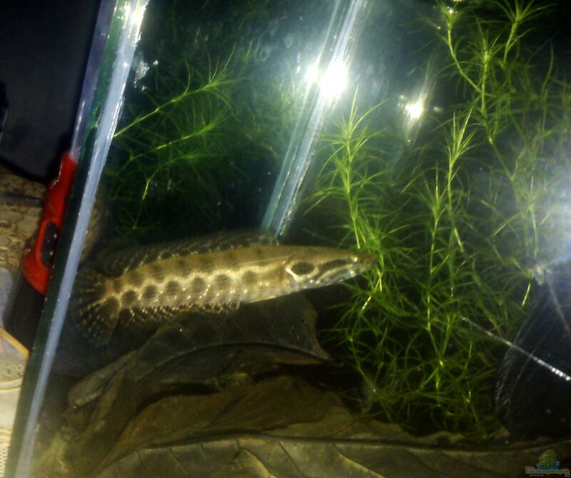 Channa lucius im Aquarium halten (Einrichtungsbeispiele für Glänzender Schlangenkopf)