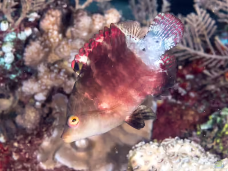 Cheilinus oxycephalus im Aquarium halten (Einrichtungsbeispiele für Spitzkopf-Prachtlippfisch) Cheilinus oxycephalus im Aquarium halten (Einrichtungsbeispiele für Spitzkopf-Prachtlippfisch)