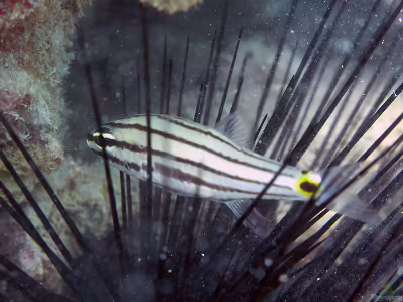 Cheilodipterus novemstriatus im Aquarium halten (Einrichtungsbeispiele für Zweipunkt-Kardinalbarsch) Cheilodipterus novemstriatus im Aquarium halten (Einrichtungsbeispiele für Zweipunkt-Kardinalbarsch)
