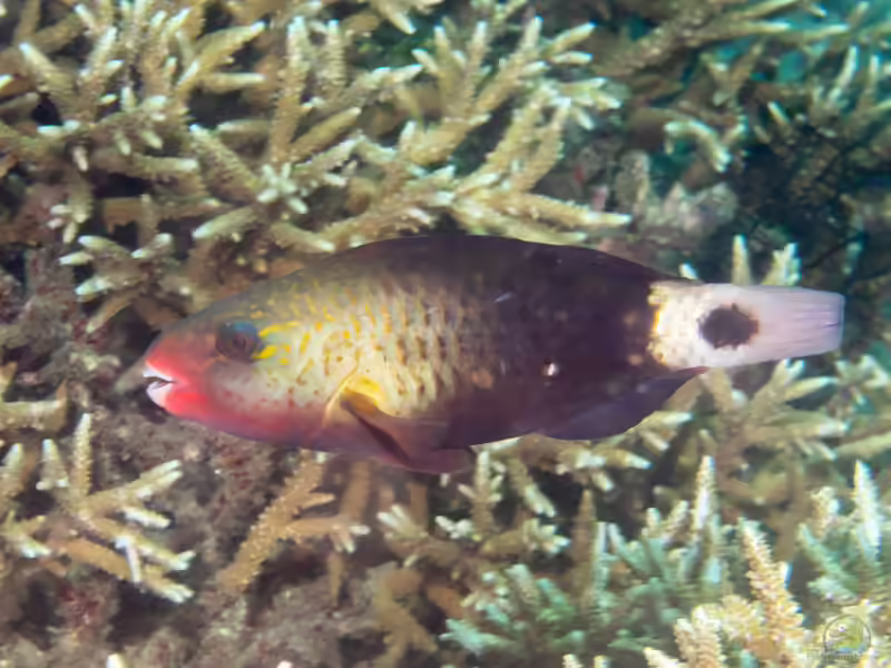 Chlorurus sordidus im Aquarium halten (Einrichtungsbeispiele für Kugelkopf-Papageifisch) Chlorurus sordidus im Aquarium halten (Einrichtungsbeispiele für Kugelkopf-Papageifisch)