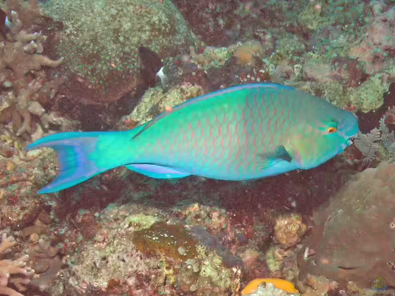 Chlorurus troschelii im Aquarium halten (Einrichtungsbeispiele für Troschels Papageifisch) Chlorurus troschelii im Aquarium halten (Einrichtungsbeispiele für Troschels Papageifisch)