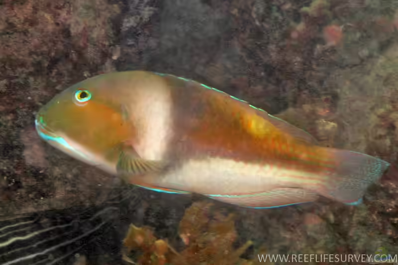 Choerodon cyanodus im Aquarium halten (Einrichtungsbeispiele für Blauer Zahnlippfisch) Choerodon cyanodus im Aquarium halten (Einrichtungsbeispiele für Blauer Zahnlippfisch)