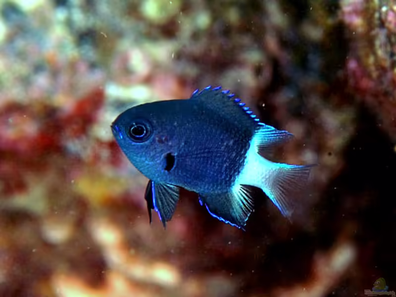 Chromis margaritifer im Aquarium halten (Einrichtungsbeispiele für Zweifarben-Riffbarsch) Chromis margaritifer im Aquarium halten (Einrichtungsbeispiele für Zweifarben-Riffbarsch)