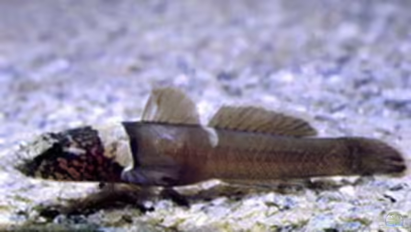 Chromogobius quadrivittatus im Aquarium halten (Einrichtungsbeispiele für Vierstreifengrundel) Chromogobius quadrivittatus im Aquarium halten (Einrichtungsbeispiele für Vierstreifengrundel)