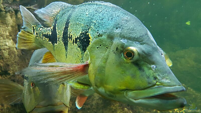Cichla orinocensis im Aquarium halten (Einrichtungsbeispiele für Augenfleck-Kammbuntbarsche) Cichla orinocensis im Aquarium halten (Einrichtungsbeispiele für Augenfleck-Kammbuntbarsche)