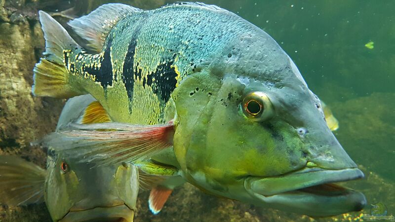 Cichla orinocensis im Aquarium halten (Einrichtungsbeispiele für Augenfleck-Kammbuntbarsche)