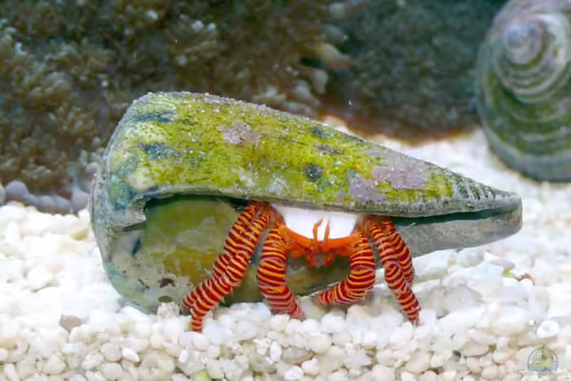 Ciliopagurus strigatus im Aquarium halten (Einrichtungsbeispiele für Ringelsocken-Einsiedlerkrebs) Ciliopagurus strigatus im Aquarium halten (Einrichtungsbeispiele für Ringelsocken-Einsiedlerkrebs)