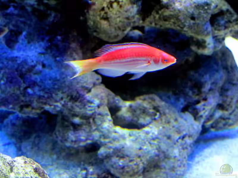 Cirrhilabrus marjorie im Aquarium halten (Einrichtungsbeispiele für Marjories Lippfisch) Cirrhilabrus marjorie im Aquarium halten (Einrichtungsbeispiele für Marjories Lippfisch)