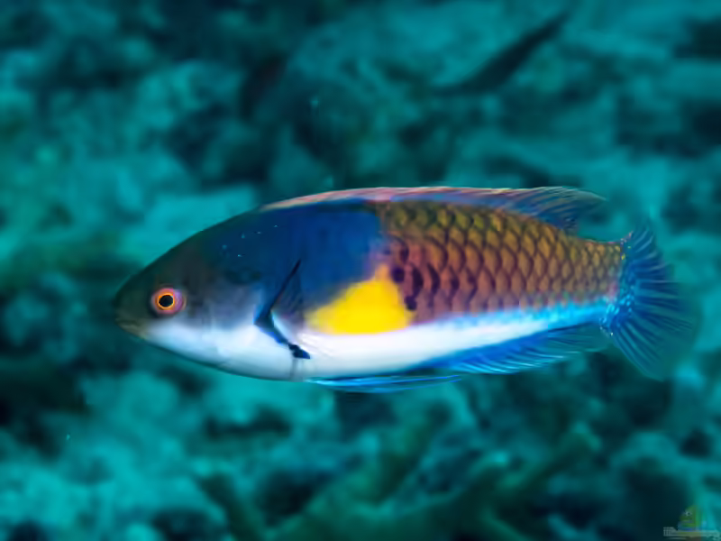 Cirrhilabrus ryukyuensis im Aquarium halten (Einrichtungsbeispiele für Gelbfleck-Zwerglippfisch) Cirrhilabrus ryukyuensis im Aquarium halten (Einrichtungsbeispiele für Gelbfleck-Zwerglippfisch)