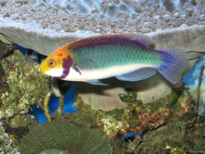 Cirrhilabrus solorensis im Aquarium halten (Einrichtungsbeispiele für Rotaugen-Zwerglippfisch)