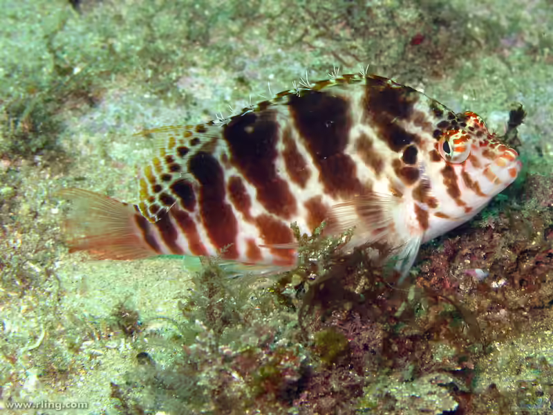 Cirrhitichthys aprinus im Aquarium halten (Einrichtungsbeispiele für Fadenflossen-Korallenwächter) Cirrhitichthys aprinus im Aquarium halten (Einrichtungsbeispiele für Fadenflossen-Korallenwächter)
