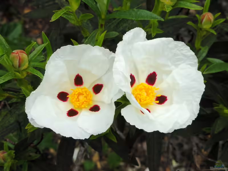 Cistus ladanifer im Garten pflanzen (Einrichtungsbeispiele mit Lack-Zistrose) Cistus ladanifer im Garten pflanzen (Einrichtungsbeispiele mit Lack-Zistrose)