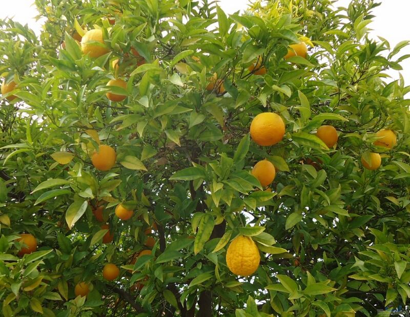 Citrus sinensis im Garten pflanzen (Einrichtungsbeispiele mit Orangenbaum)
