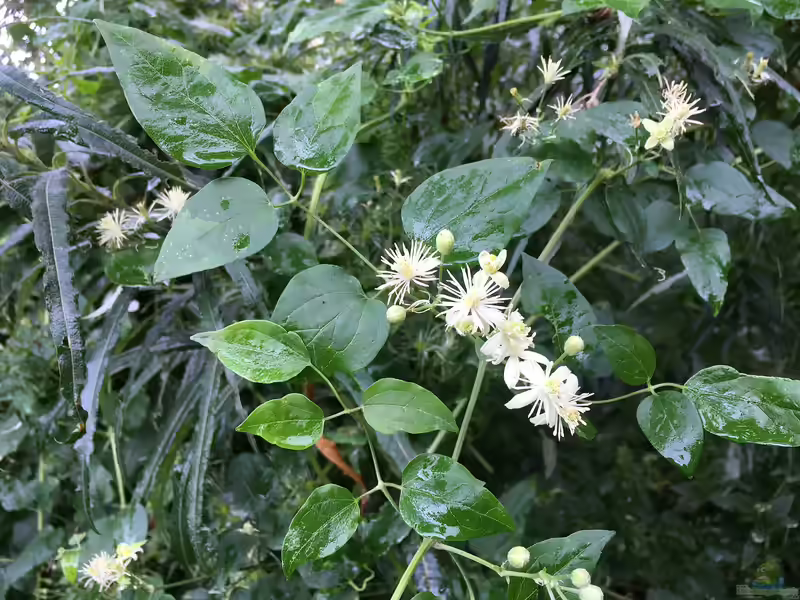 Clematis vitalba im Garten pflanzen (Einrichtungsbeispiele mit Gewöhnliche Waldrebe) Clematis vitalba im Garten pflanzen (Einrichtungsbeispiele mit Gewöhnliche Waldrebe)