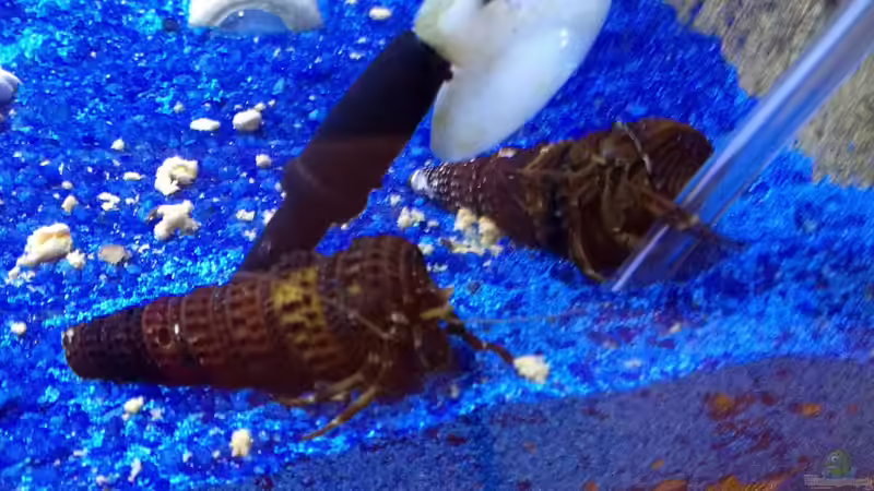 Clibanarius africanus im Aquarium halten (Einrichtungsbeispiele für Afrikanischer Einsiedlerkrebs)