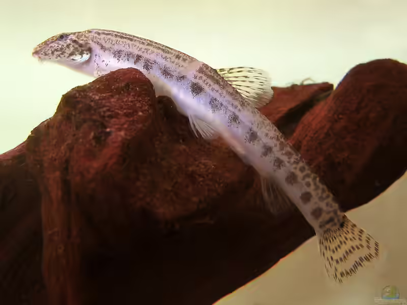 Cobitis taenia im Gartenteich halten (Einrichtungsbeispiele mit Steinbeißern)