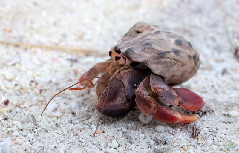 Coenobita clypeatus im Terrarium halten (Einrichtungsbeispiele für Karibik-Landeinsiedlerkrebs)