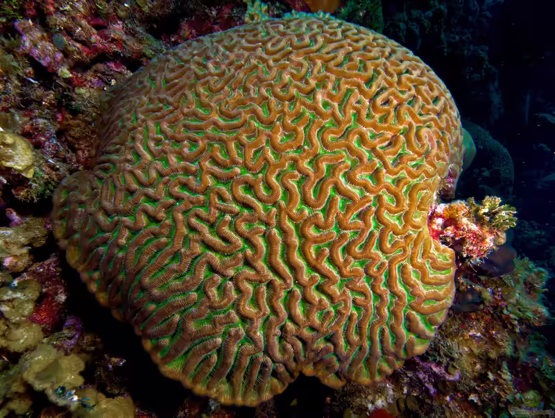 Colpophyllia natans im Aquarium halten (Einrichtungsbeispiele für Boulder-Hornkoralle)