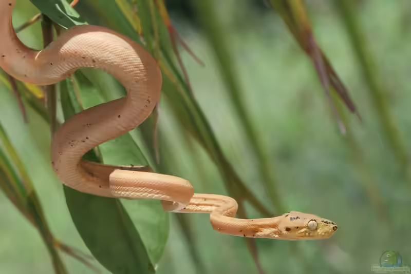 Corallus hortulanus im Terrarium halten (Einrichtungsbeispiele mit Gartenboas) Corallus hortulanus im Terrarium halten (Einrichtungsbeispiele mit Gartenboas)