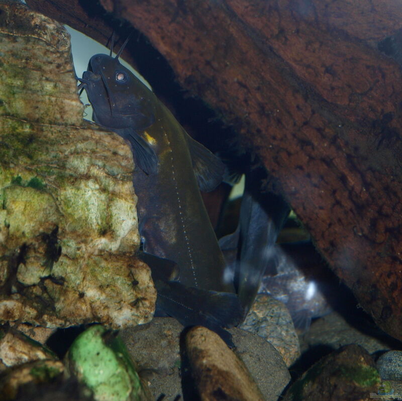 Coreobagrus ichikawai im Aquarium halten (Einrichtungsbeispiele für Nekogigi)