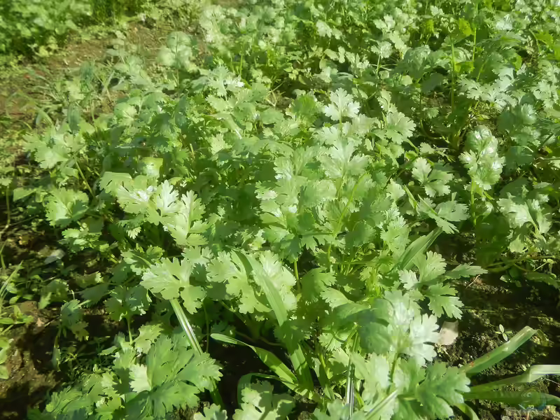 Coriandrum sativum am Gartenteich (Einrichtungsbeispiele mit Koriander) Coriandrum sativum am Gartenteich (Einrichtungsbeispiele mit Koriander)