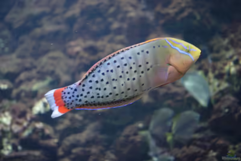 Coris formosa im Aquarium halten (Einrichtungsbeispiele für Indischer Clown-Junker) Coris formosa im Aquarium halten (Einrichtungsbeispiele für Indischer Clown-Junker)