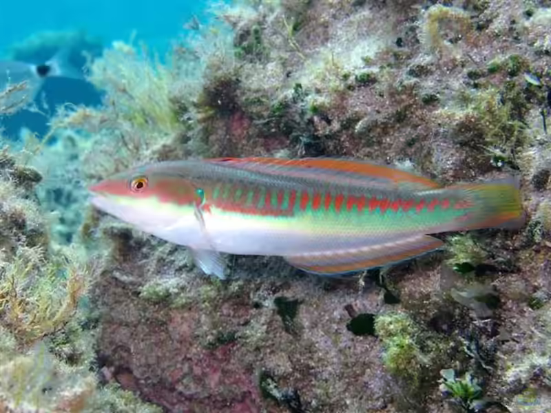 Coris julis im Aquarium halten (Einrichtungsbeispiele für Mittelmeer Junker) Coris julis im Aquarium halten (Einrichtungsbeispiele für Mittelmeer Junker)