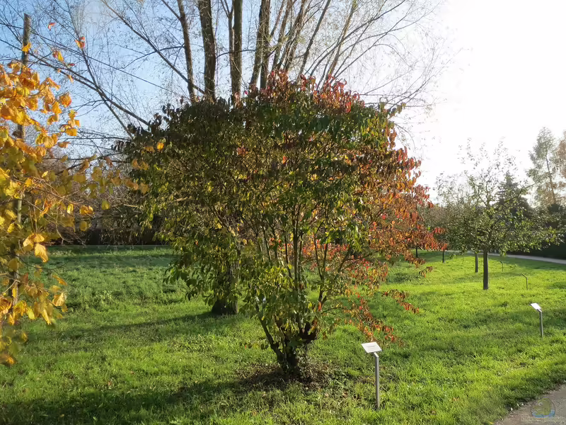 Cornus sanguinea im Garten pflanzen (Einrichtungsbeispiele mit Roter Hartriegel) Cornus sanguinea im Garten pflanzen (Einrichtungsbeispiele mit Roter Hartriegel)