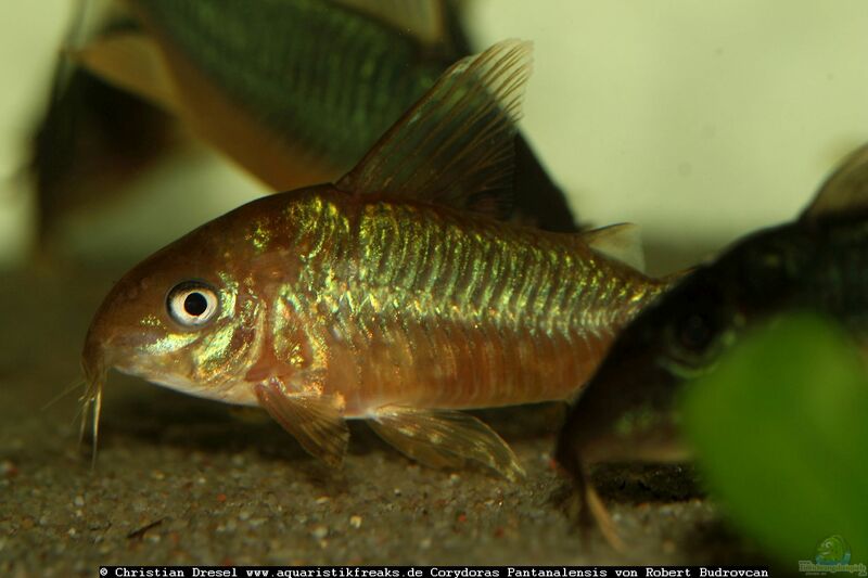 Corydoras pantanalensis im Aquarium halten (Einrichtungsbeispiele für Pantanal-Panzerwels)