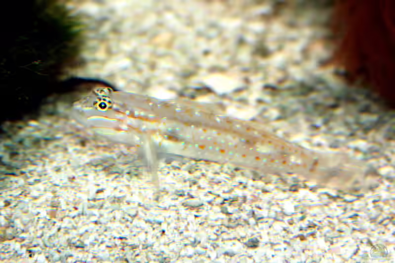 Coryphopterus glaucofraenum im Aquarium halten (Einrichtungsbeispiele für Gepunktete Glasgrundel) Coryphopterus glaucofraenum im Aquarium halten (Einrichtungsbeispiele für Gepunktete Glasgrundel)