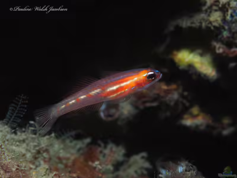 Coryphopterus personatus im Aquarium halten (Einrichtungsbeispiele für Maskierte Grundel) Coryphopterus personatus im Aquarium halten (Einrichtungsbeispiele für Maskierte Grundel)