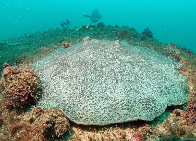 Coscinaraea mcneilli im Aquarium halten (Einrichtungsbeispiele für McNeils Steinkoralle)