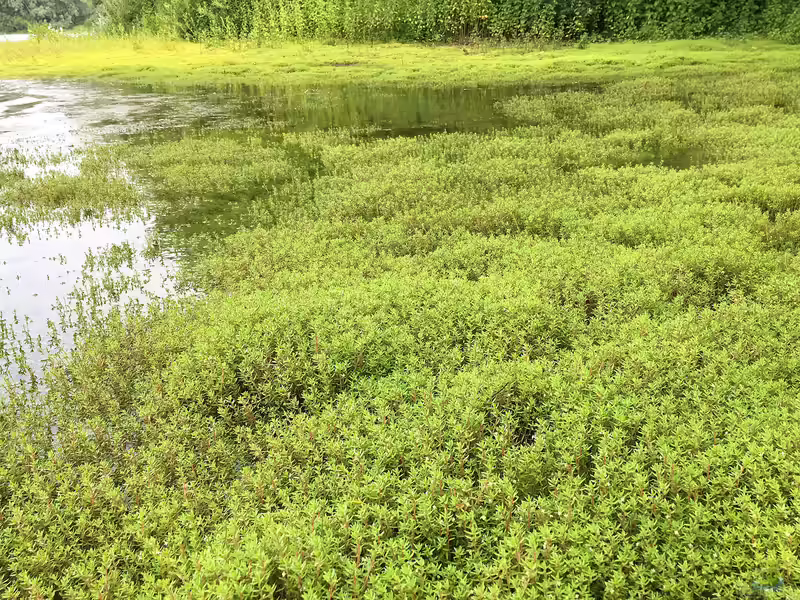 Crassula helmsii am Gartenteich (Einrichtungsbeispiele mit Großblättriges Dickblatt) Crassula helmsii am Gartenteich (Einrichtungsbeispiele mit Großblättriges Dickblatt)