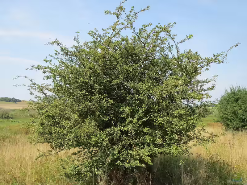 Crataegus laevigata im Garten pflanzen (Einrichtungsbeispiele mit Zweigriffeliger Weißdorn) Crataegus laevigata im Garten pflanzen (Einrichtungsbeispiele mit Zweigriffeliger Weißdorn)